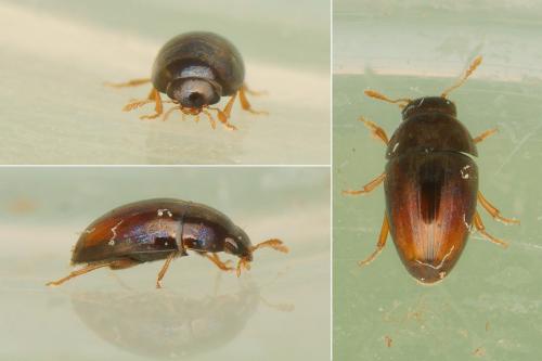 Olibrus sp.